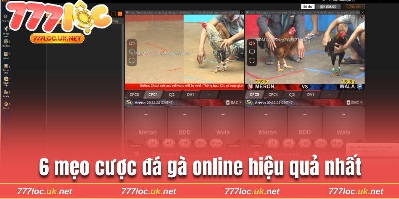 Bật mí 6 mẹo cược đá gà online bất bại từ chuyên gia 