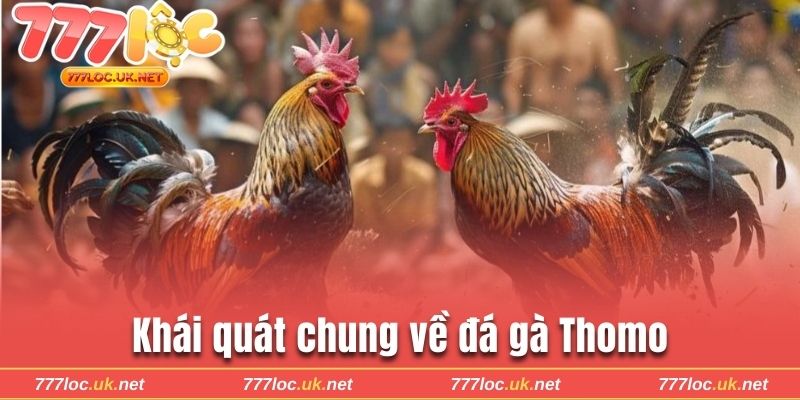 Khái quát chung về đá gà Thomo 