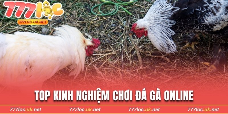 Top kinh nghiệm chơi đá gà online